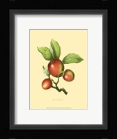 Woodcock Framed Print