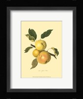 Yellow Elliot Framed Print
