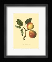 Longland Pear Framed Print