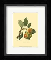 Teinton Squash Pear Framed Print