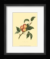 Siberian Harvey Framed Print