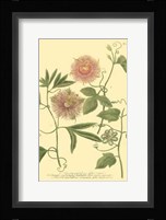 Passion Flower II Framed Print