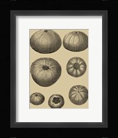 Shells On Khaki I Fine Art Print