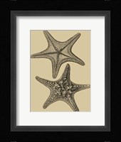 Shells On Khaki II Fine Art Print