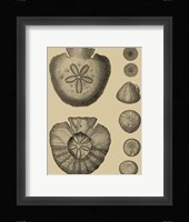 Shells On Khaki III Fine Art Print