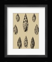 Shells On Khaki IV Fine Art Print