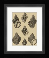 Shells On Khaki V Fine Art Print
