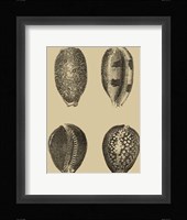 Shells On Khaki VI Fine Art Print