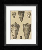 Shells On Khaki VII Fine Art Print