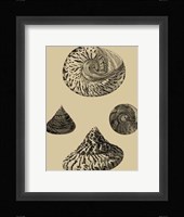 Shells On Khaki VIII Fine Art Print