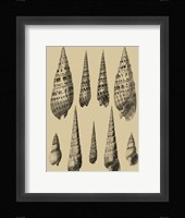 Shells On Khaki IX Fine Art Print