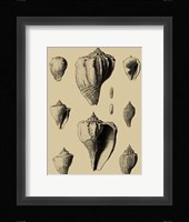 Shells On Khaki X Fine Art Print