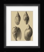 Shells On Khaki XI Fine Art Print