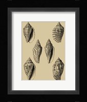 Shells On Khaki XII Fine Art Print