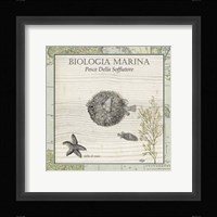 Biologia Marina II Framed Print