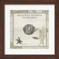 Biologia Marina II Fine Art Print