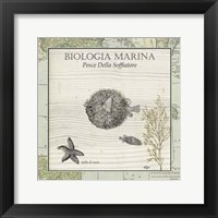 Biologia Marina II Fine Art Print