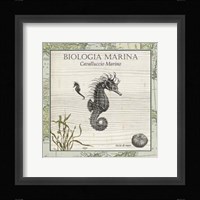 Biologia Marina III Framed Print