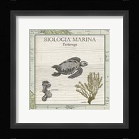 Biologia Marina IV Framed Print