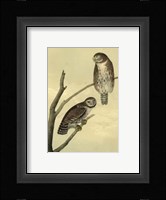 Columbian Day-Owl Fine Art Print