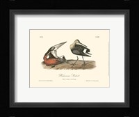 Hudsonian Godwit Fine Art Print
