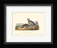 California Partridge Fine Art Print