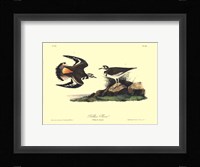 Kildeer Plover Fine Art Print