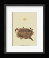 Antique Nest Egg II Fine Art Print