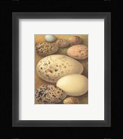 Bird Egg Collection I Fine Art Print
