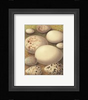 Bird Egg Collection III Fine Art Print