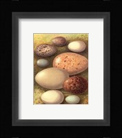 Bird Egg Collection IV Fine Art Print