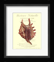 Coquilles De Mer III Framed Print