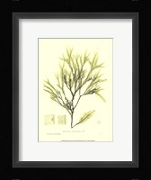 Seaweed I Fine Art Print