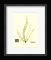 Seaweed II Fine Art Print