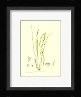 Seaweed III Fine Art Print