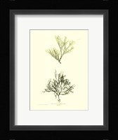 Seaweed IV Fine Art Print