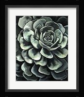 Lunar Succulent II Framed Print