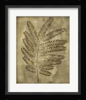 Sepia Drenched Fern II Framed Print