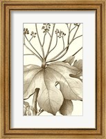 Cropped Sepia Botanical VI Giclee