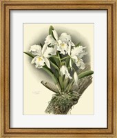 Dramatic Orchid I Giclee