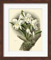 Dramatic Orchid I Giclee