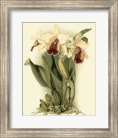 Dramatic Orchid II Giclee
