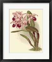 Dramatic Orchid III Giclee