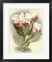 Dramatic Orchid IV Giclee