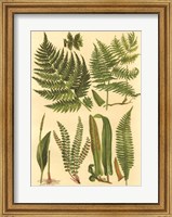 Fern Collection I Giclee