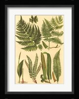 Fern Collection I Giclee