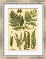Fern Collection I Giclee