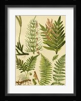 Fern Collection II Giclee