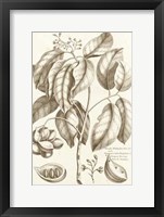 Sepia Buchoz Exotics II Giclee