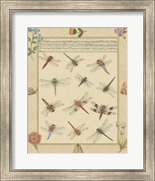 Dragonfly Manuscript I Giclee